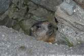 20060621_194654 Marmotta in buca.jpg